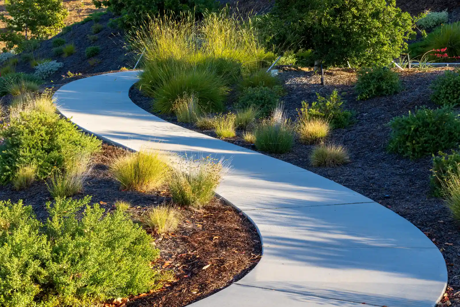 Curved concrete walkway running through planted beds and ornamental grasses