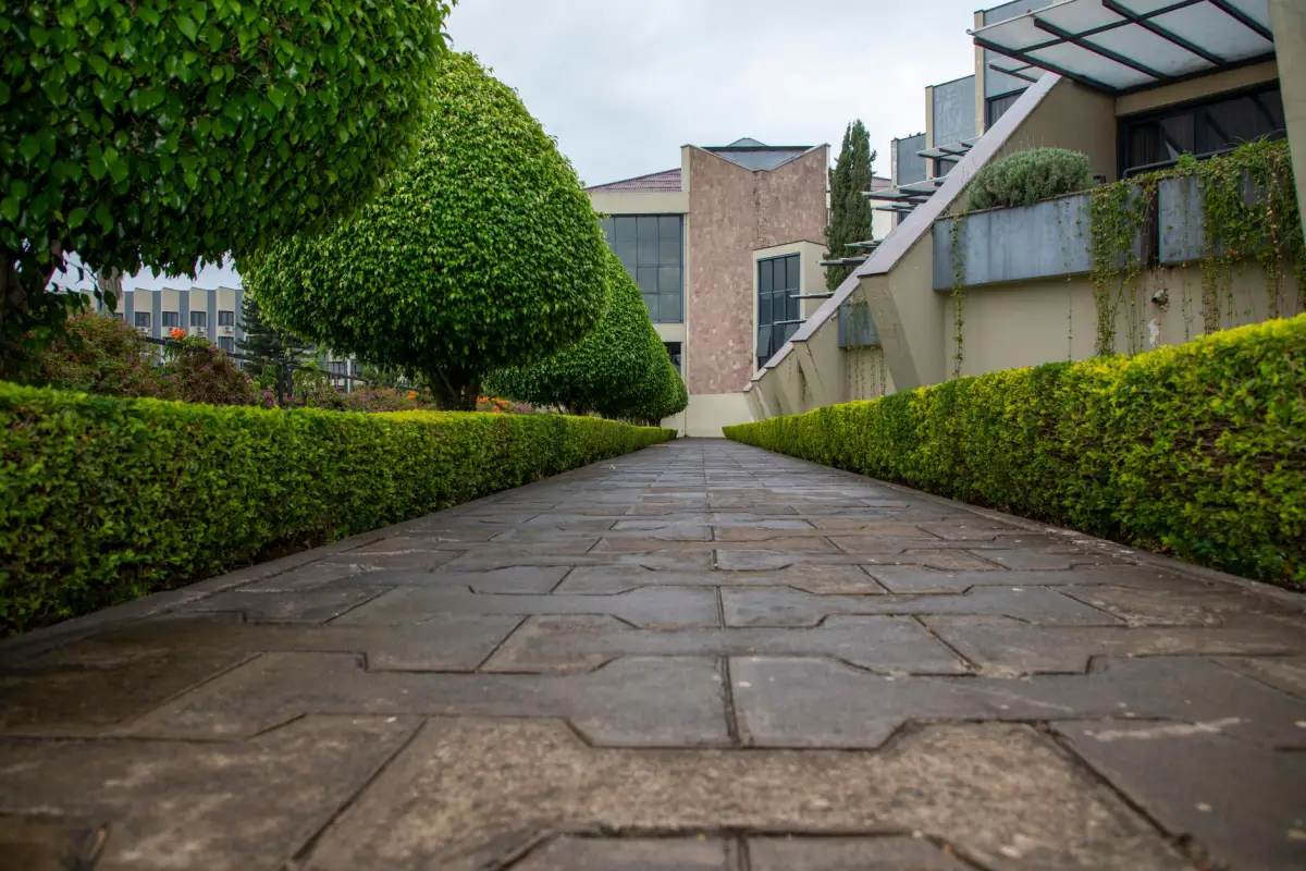 Patterned concrete walkway laid between clipped hedges
