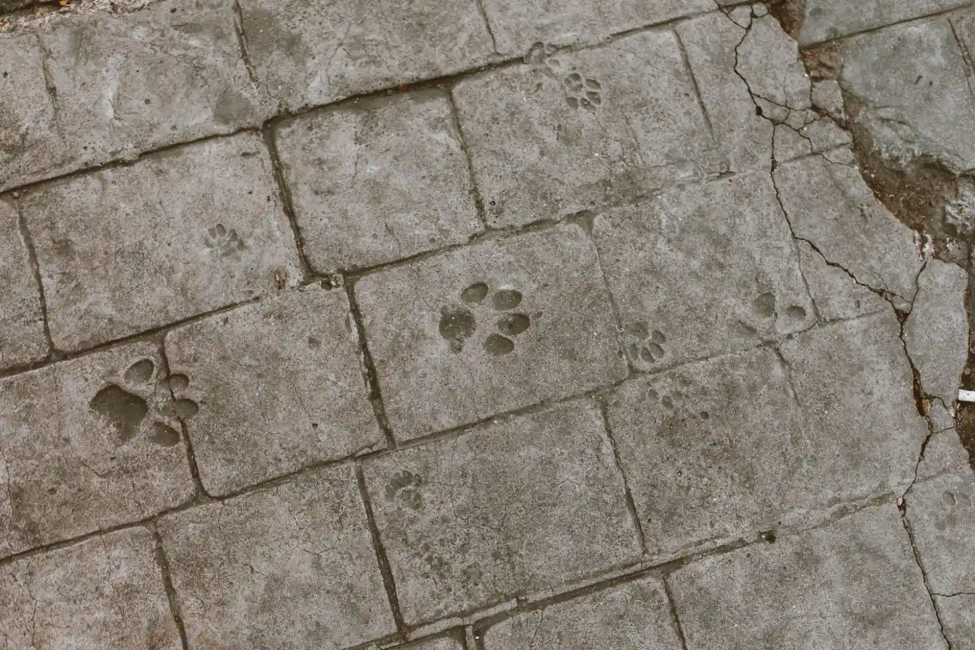 Stamped concrete slab carrying an ashlar slate pattern, with animal paw prints set into the surface